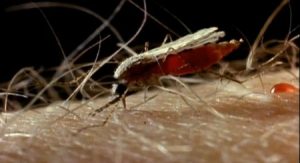 Как безопасно избавиться от кровожадных монстров – комаров ?