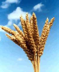 Масло пшеничных зародышей