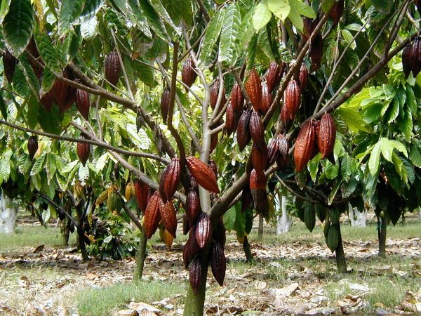плоды какао дерева